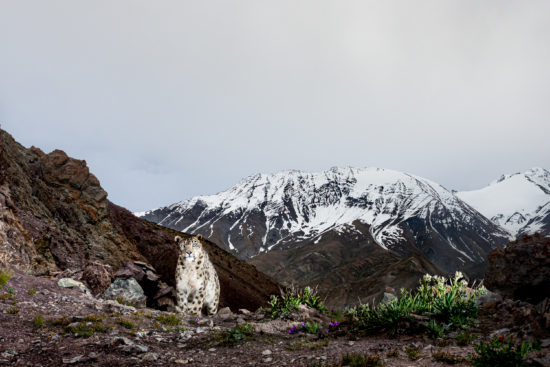 Photo by Behzad Larry