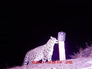 nepalsnowleopard_413783 New WWF camera trap captures snow leopard in Nepal