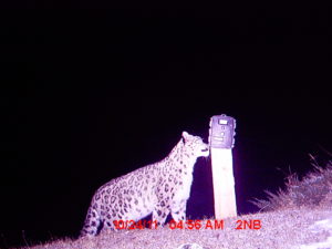 Snow Leopard with Trap Camera First camera-trap image of Nepal’s Snow Leopard released