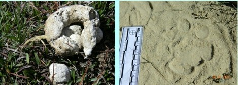 Healthy populations of predator and prey documented in MisgarChapurson, Gilgit-Baltistan