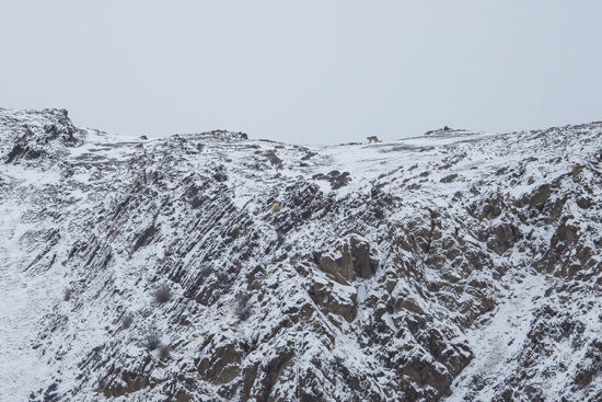 New Article to the Bibliography