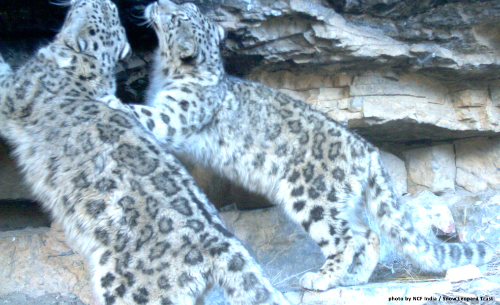 Population Assessment of the World’s Snow Leopards: The Why & How