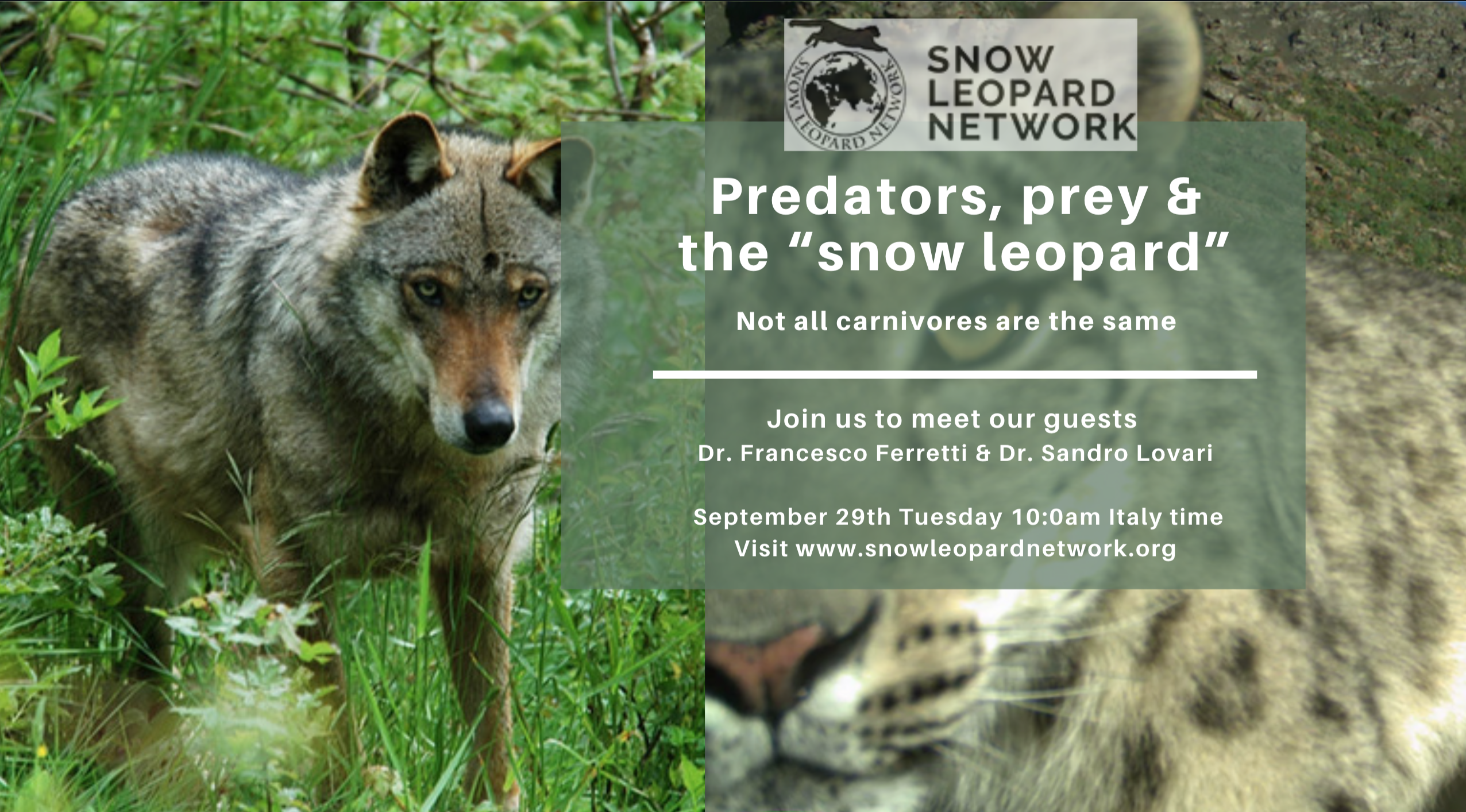 Snow Leopard Conversations - Not all large carnivores are the same: predators, prey and the snow leopard