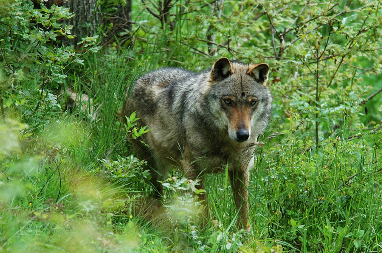 Not all large carnivores are the same: predators, prey and the snow