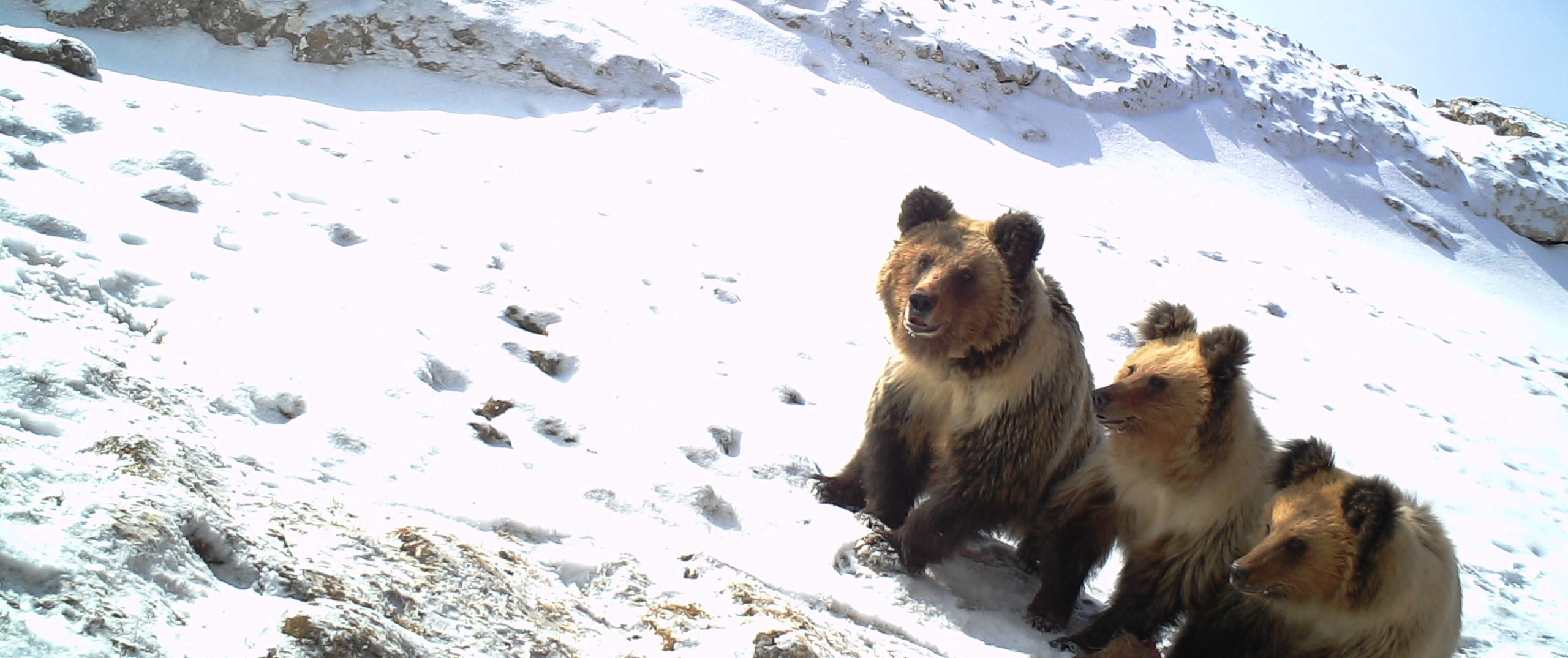 Snow leopard & Tibetan brown bear conservation and research