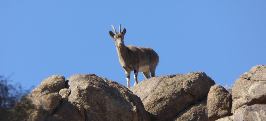 Session 4: Using SMART Ecological Records to design surveys and analyse data