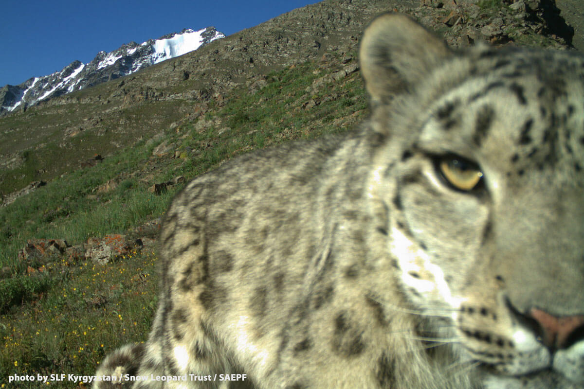 Snow Leopard Individual Identification- Increasing precision in camera-trap abundance estimates?