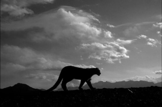 Over 100 Years of Snow Leopard Research