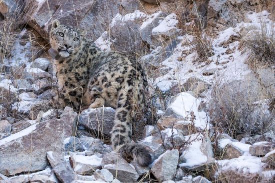 Snow Leopard Conservation in the Kyrgyz Republic