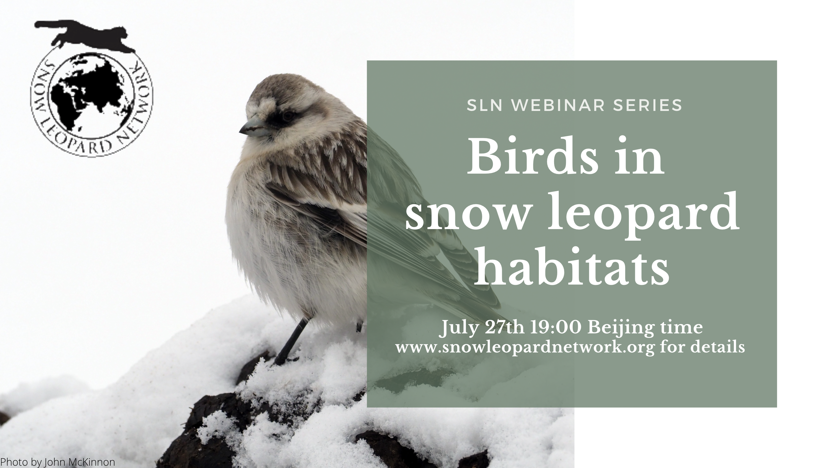 SLN Webinar: Birds in snow leopard habitats