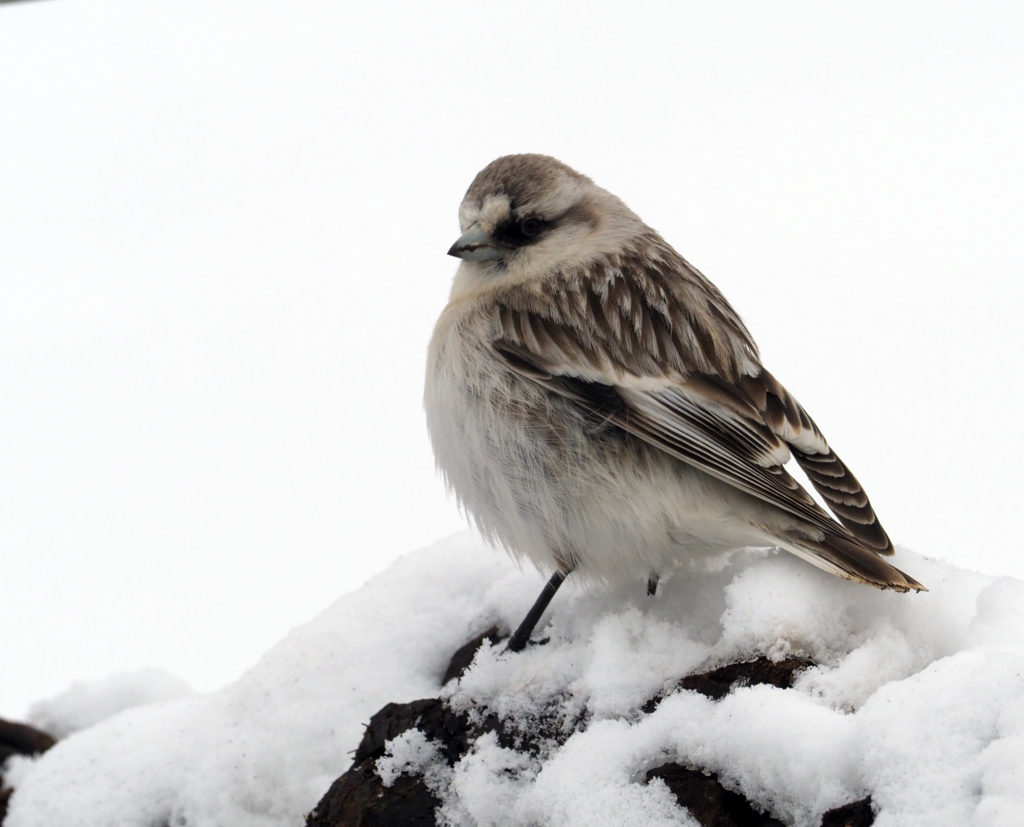 Birds in snow leopard habitats