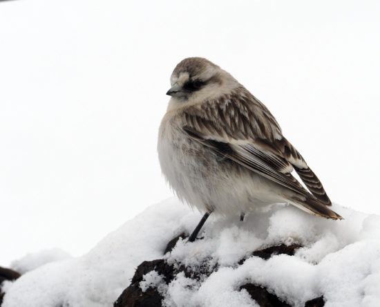 Birds in snow leopard habitats