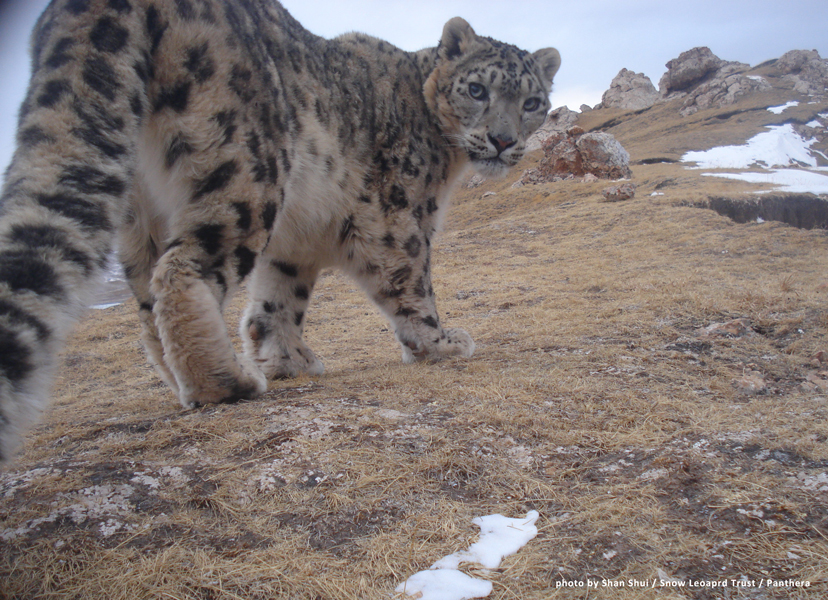 Snow leopards & Kyrgyzstan