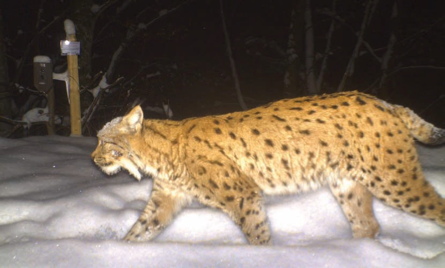SLN Webinar: 50 years Eurasian lynx in Switzerland – Experience with the reintroduction of a large carnivore