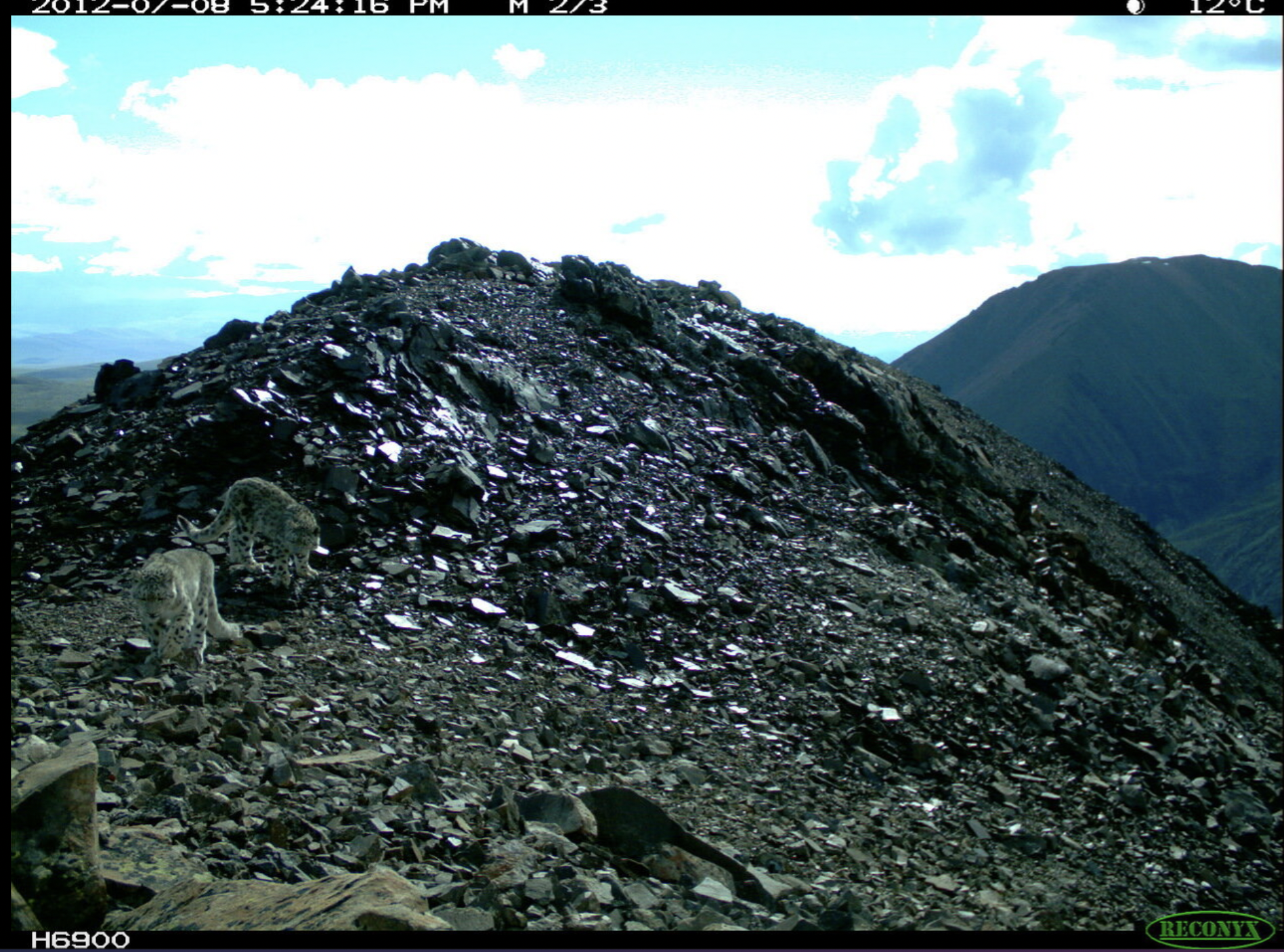WWF Russia press release: Snow leopard love story