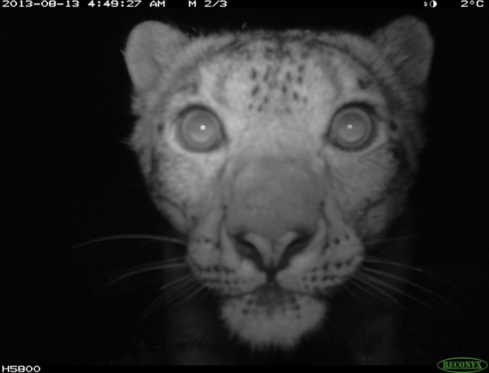 Week 6: Camera traps in the field 