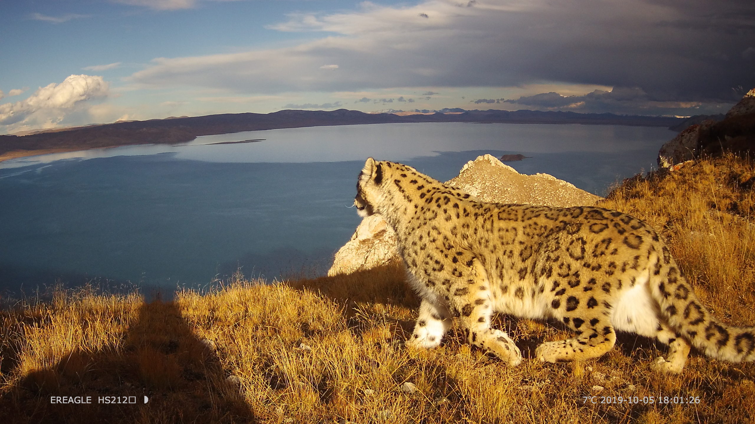 SLN Webinar: Snow leopards in the land of mountain deities