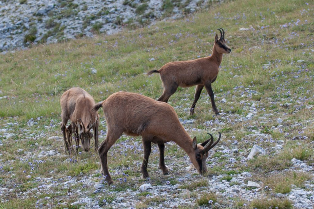 From climate to carnivores: the transitions of a change