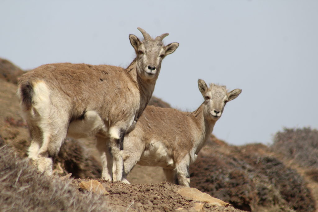 Week 1: Mountain Ungulates