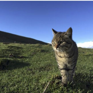 SLN Webinar - Tracing the Blue Eyes: The Genetic Ancestry of the Chinese Mountain Cat