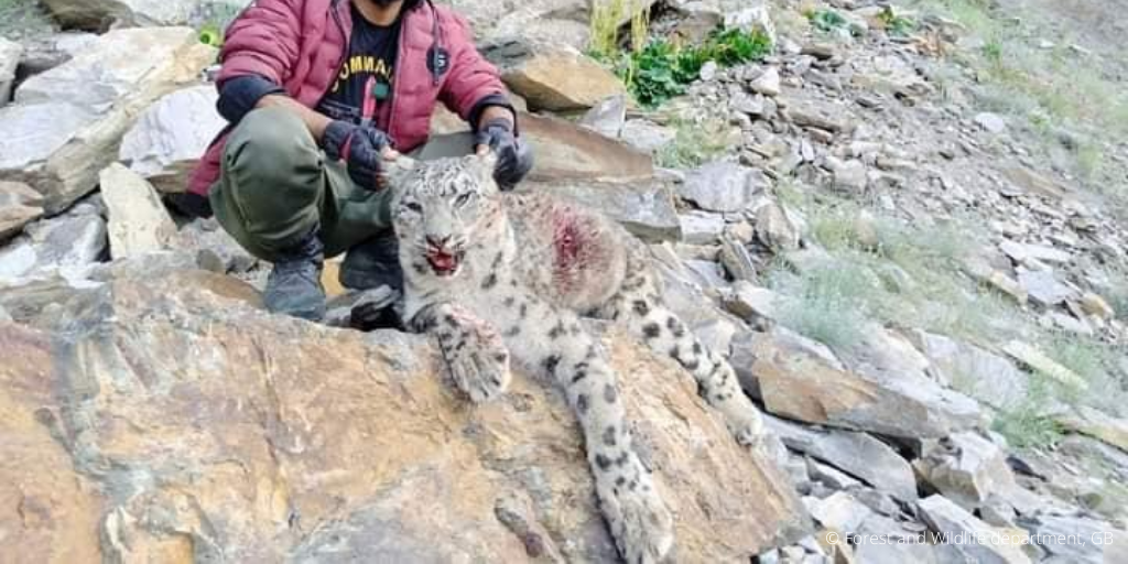 Drivers of snow leopard poaching and illegal trade in Pakistan