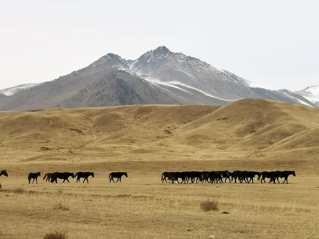 Climate risk for communities’ livelihoods & its implications for human-wildlife conflict