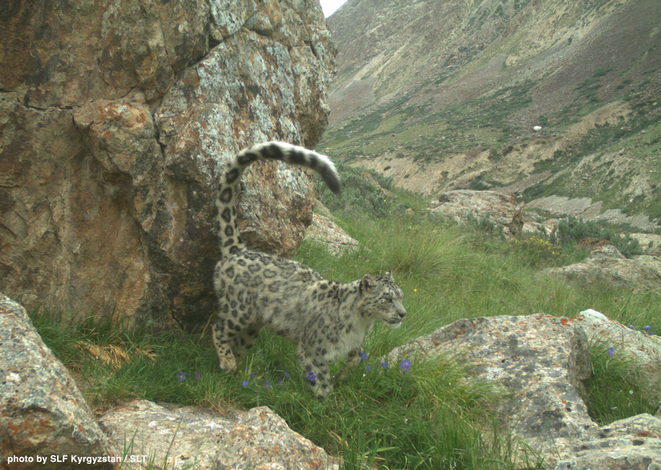 Celebrating 20 years of the Snow Leopard Network