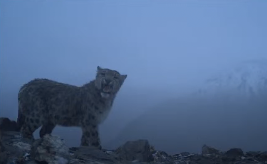 Building and exchanging capacities in snow leopard research and conservation