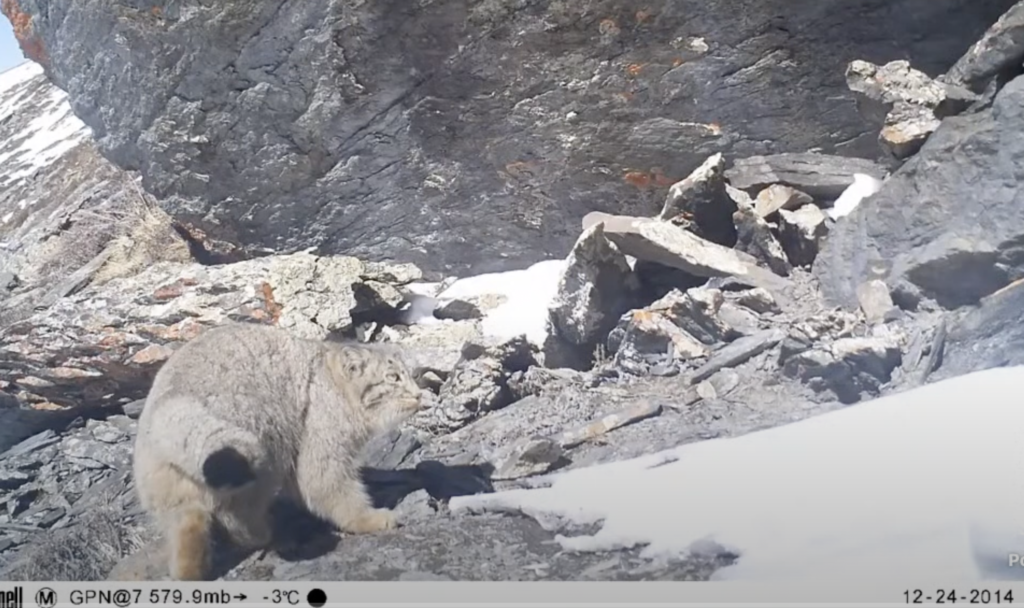Snow leopards & Nepal