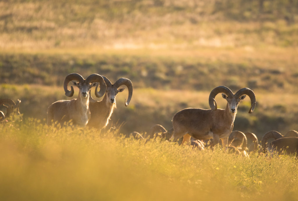 Using ranger-based monitoring data for predicting poaching pressure