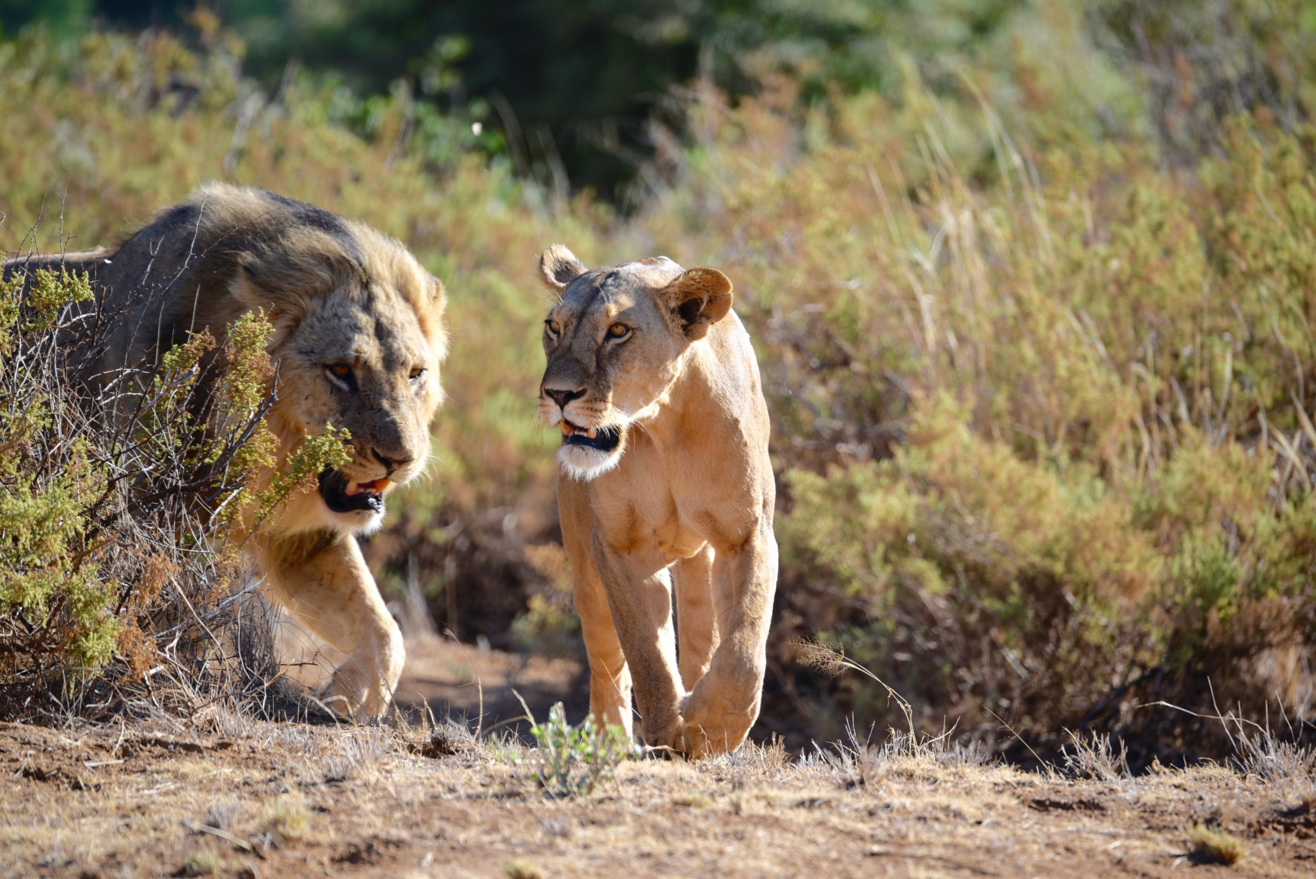 Ensuring a future for Kenya’s lions & other large carnivores through community-led conservation