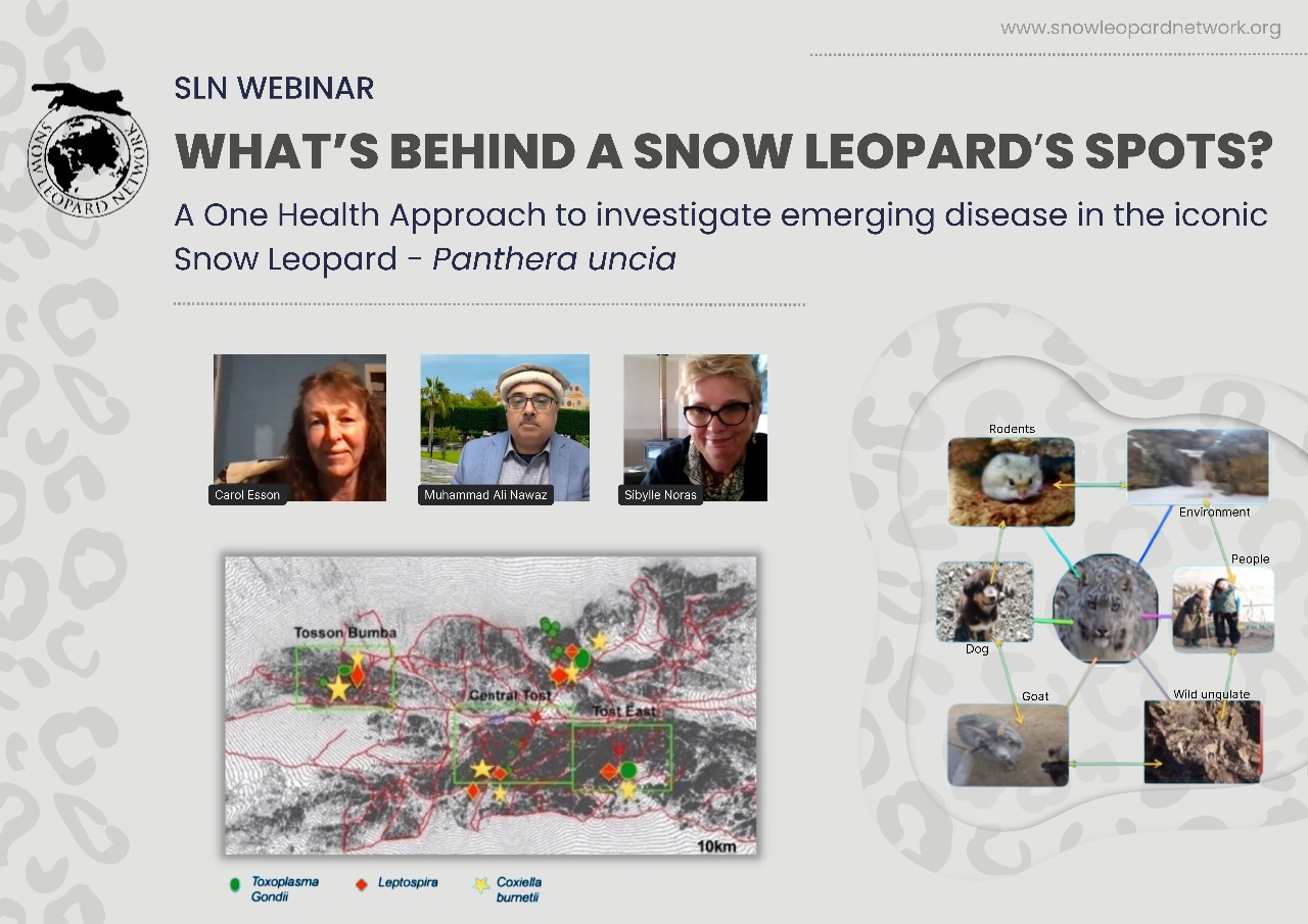 What’s behind a Snow Leopards Spots? A One Health Approach to investigate emerging disease in the iconic Snow Leopard-Panthera uncia