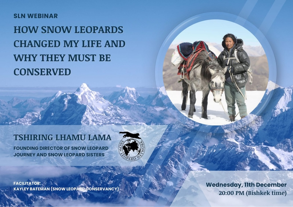 “How Snow Leopards Changed My Life and Why They Must Be Conserved”