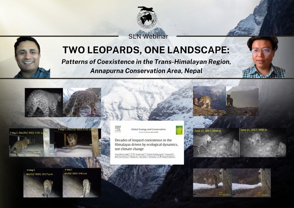 Two leopards, One Landscape: Patterns of Coexistence in the Trans-Himalayan Region, Annapurna Conservation Area, Nepal